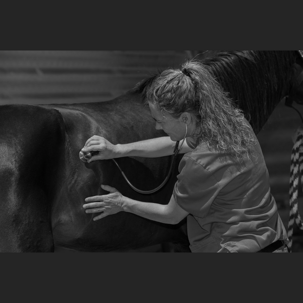 black and white image of a vet measuring the pulse of a horse