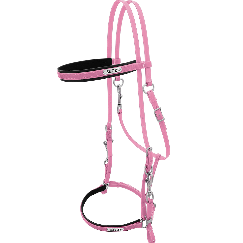 Bridle with Clasp Beta